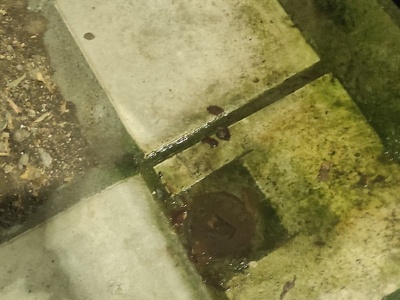 Διαρροή νερου απο το πεζοδρόμιο   Αγίου Ιωάννου   με Προύσης  γωνια