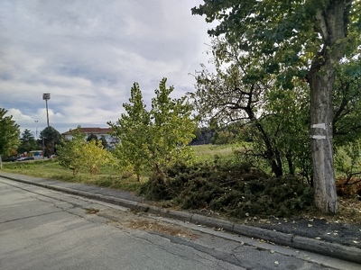 Απομάκρυνση κλαδιών από πεζοδρόμιο  Παπάγου