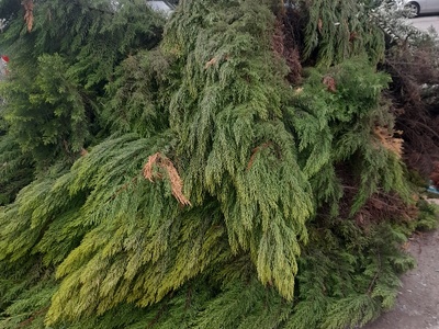 αμμεσα   κλαδια	Ελ βενιζελου