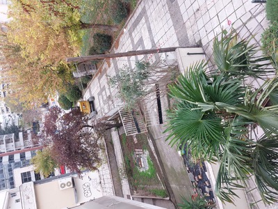 ΜΕΓΑΛΑ ΔΕΝΤΡΑ-ΚΙΝΔΥΝΟΣ Στον πεζόδρομο Παπακυρίτση με Αριστοφάνους