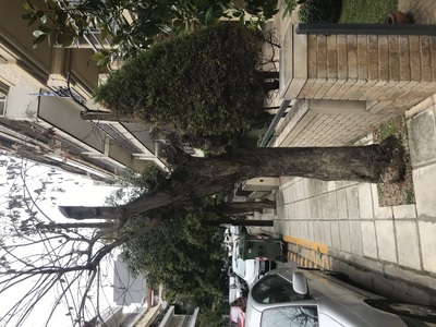 Δέντρο έχει ξεραθεί 	Κυζικου