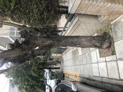 Δέντρο έχει ξεραθεί 	Κυζικου