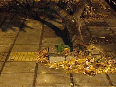 Πεσμένο δέντρο  Τ. Οικονομίδη