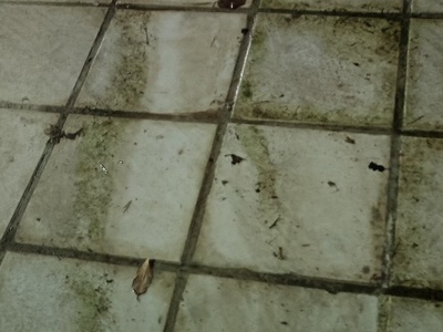 διαρροή  	Προύσης