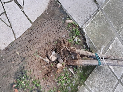 δέντρο στην Ελλησπόντου