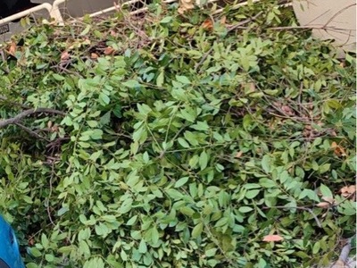 Κλαδια 	Φαναρίου