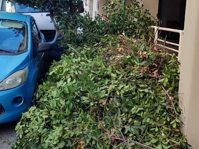 Κλαδια 	Φαναρίου