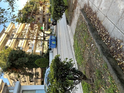 ΦΥΤΕΥΣΗ ΔΕΝΤΡΩΝ 	ΜΙΑΟΥΛΗ