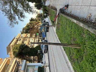 ΦΥΤΕΥΣΗ ΔΕΝΤΡΩΝ 	ΜΙΑΟΥΛΗ