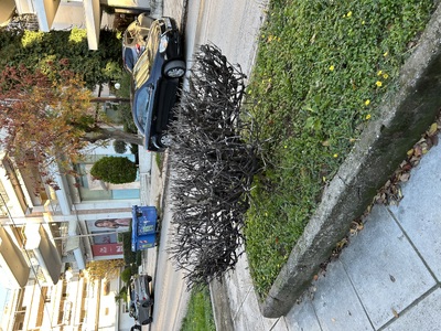 ΦΥΤΕΥΣΗ ΔΕΝΤΡΩΝ 	ΜΙΑΟΥΛΗ