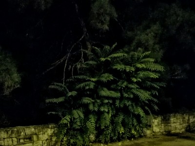 Καθαρισμός χόρτων