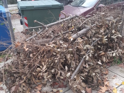 μετα κλαδεμα  	Μοσχονησιων