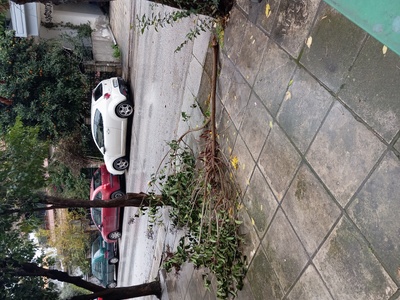 Σπασμένο κλαδι  	Καυκάσου  αποκομιδή