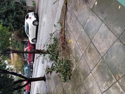 Σπασμένο κλαδι  	Καυκάσου  αποκομιδή