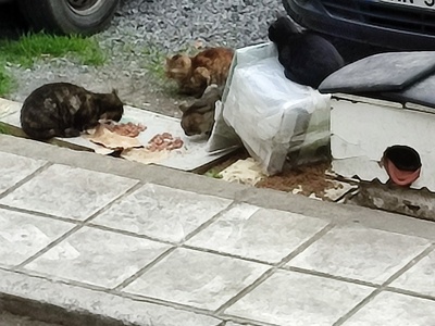 Βρωμιά  	Παύλου Καρολίδου