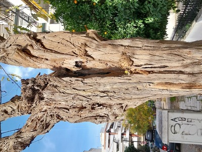 Αξιολόγηση επικινδυνότητας γηρασμένου δένδρου ακακίας.   Χειμωνίδου