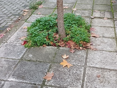 καθαριότητα πεζοδρομίων  Γεωργίου Βοζικη