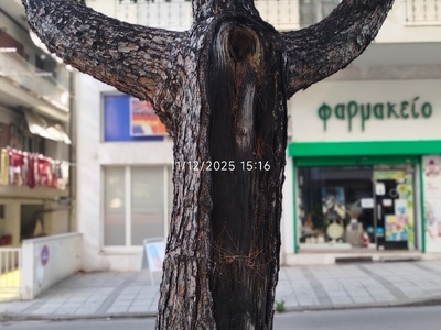 ΕΠΙΚΙΝΔΥΝΟ ΠΕΥΚΟ ΣΤΗΝ ΑΔΑΜΑΝΤΙΟΥ ΚΟΡΑΗ