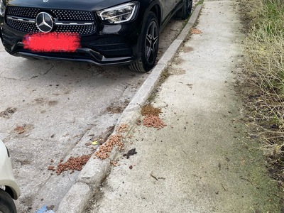 Σιτιση γατων  Ρυπαινουν πετωντας στον δρομο Καφαντάρη Γεωργίο