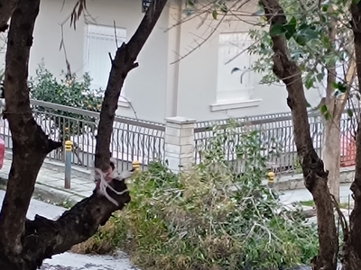 ΠΤΩΣΗ ΔΕΝΤΡΟΥ  	Ιασωνίδου χειμώνιδου