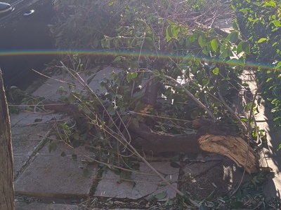 ΠΤΩΣΗ ΔΕΝΤΡΟΥ - 	Καρολίδου χειμώνιδου