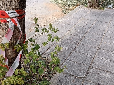 Κοπη δέντρου