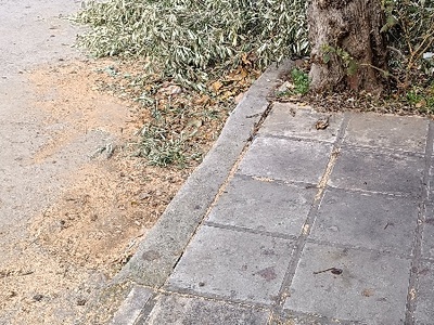 Κοπη δέντρου