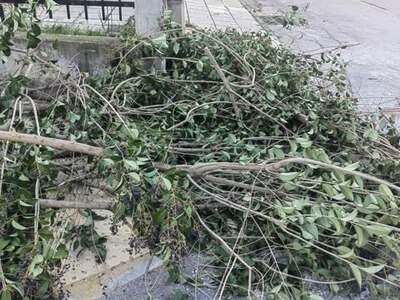 Κομμένα κλαδιά σεπεζοδρομια και ραμπες αναπηρων  	Κολοτουρου με Αδραμυτίου γωνία