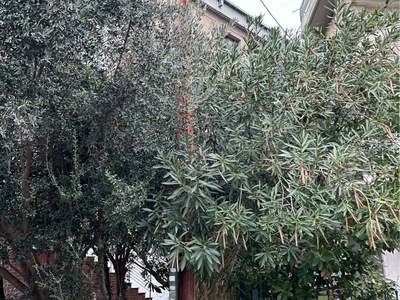 ΚΛΑΔΕΜΑ ΔΕΝΤΡΩΝ ΚΟΜΝΗΝΩΝ 1