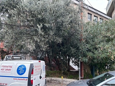 ΚΛΑΔΕΜΑ ΔΕΝΤΡΩΝ ΚΟΜΝΗΝΩΝ 1