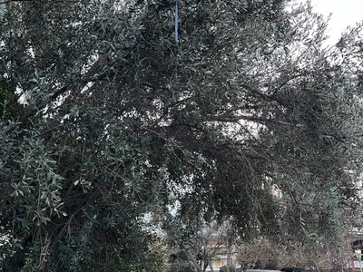 ΚΛΑΔΕΜΑ ΔΕΝΤΡΩΝ ΚΟΜΝΗΝΩΝ 1