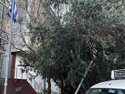 ΚΛΑΔΕΜΑ ΔΕΝΤΡΩΝ ΚΟΜΝΗΝΩΝ 1