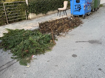 παρατημενα  κλαδια 1,5 μηνα  	Νίκου Ζορμπά