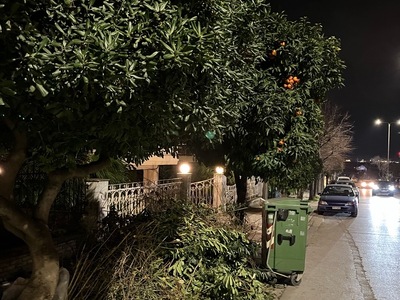 ΜΑΖΕΜΑ ΚΛΑΔΙΩΝ