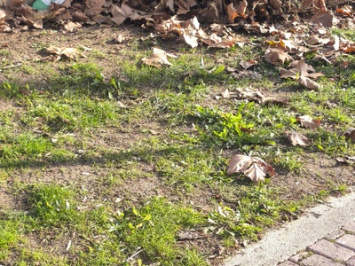 ΕΠΕΙΓΟΝ: Καθαρισμός και αποκατάσταση υγιεινής στο πάρκο της Βρυούλων