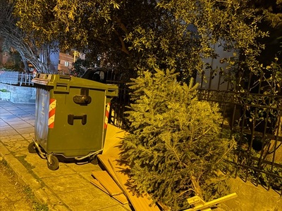 ΟΓΚΩΔΟΙ & ΔΕΝΤΡΟ