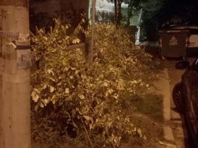 Αποκομιδή κλαδιών