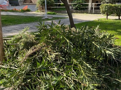 ΜΑΖΕΜΑ ΚΛΑΔΙΑ ΚΟΜΝΗΝΩΝ 1