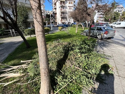 ΜΑΖΕΜΑ ΚΛΑΔΙΑ ΚΟΜΝΗΝΩΝ 1