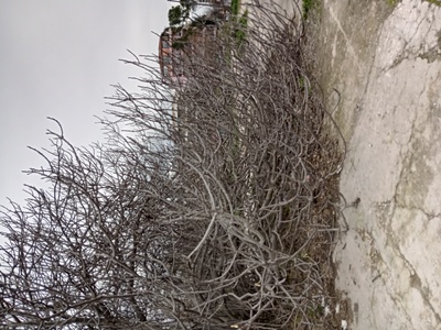 Κλάδεμα συκιας  Κολυμβητήριο Καλαμαριάς