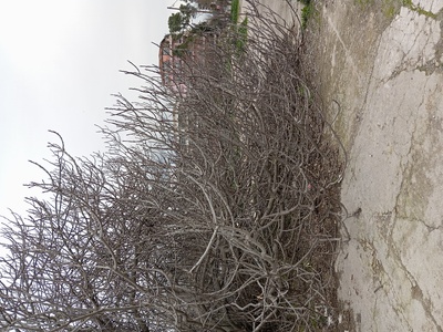 Κλάδεμα συκιας  Κολυμβητήριο Καλαμαριάς