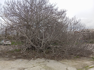 Κλάδεμα συκιας  Κολυμβητήριο Καλαμαριάς