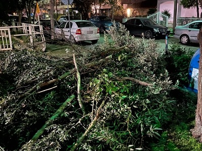 ΜΑΖΕΜΑ ΚΛΑΔΙΩΝ ΕΠΙ ΤΗΣ ΤΥΡΟΛΟΗΣ