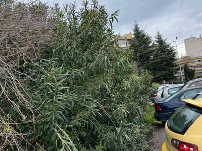 Overgrown line of trees/bushes at the 8th High School of Kalamaria  Αριστοφάνους