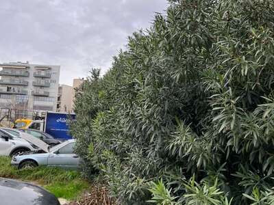 Overgrown line of trees/bushes at the 8th High School of Kalamaria  Αριστοφάνους