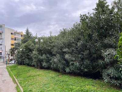 Overgrown line of trees/bushes at the 8th High School of Kalamaria  Αριστοφάνους