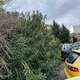 Overgrown line of trees/bushes at the 8th High School of Kalamaria  Αριστοφάνους