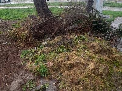 αμμεσα  Φοιβου