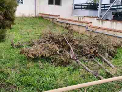 Αρ. 39503: Κλαδιά δέντρων εντός οικοπέδου Σουλίου με Ζαλόγγου γωνία