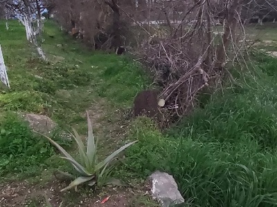 Πολλά εύφλεκτα κλαδιά σε ιδιόκτητη έκταση Κανάρη & Προέκτασης Πόντου